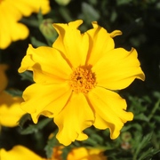 Tagetes Tagetes